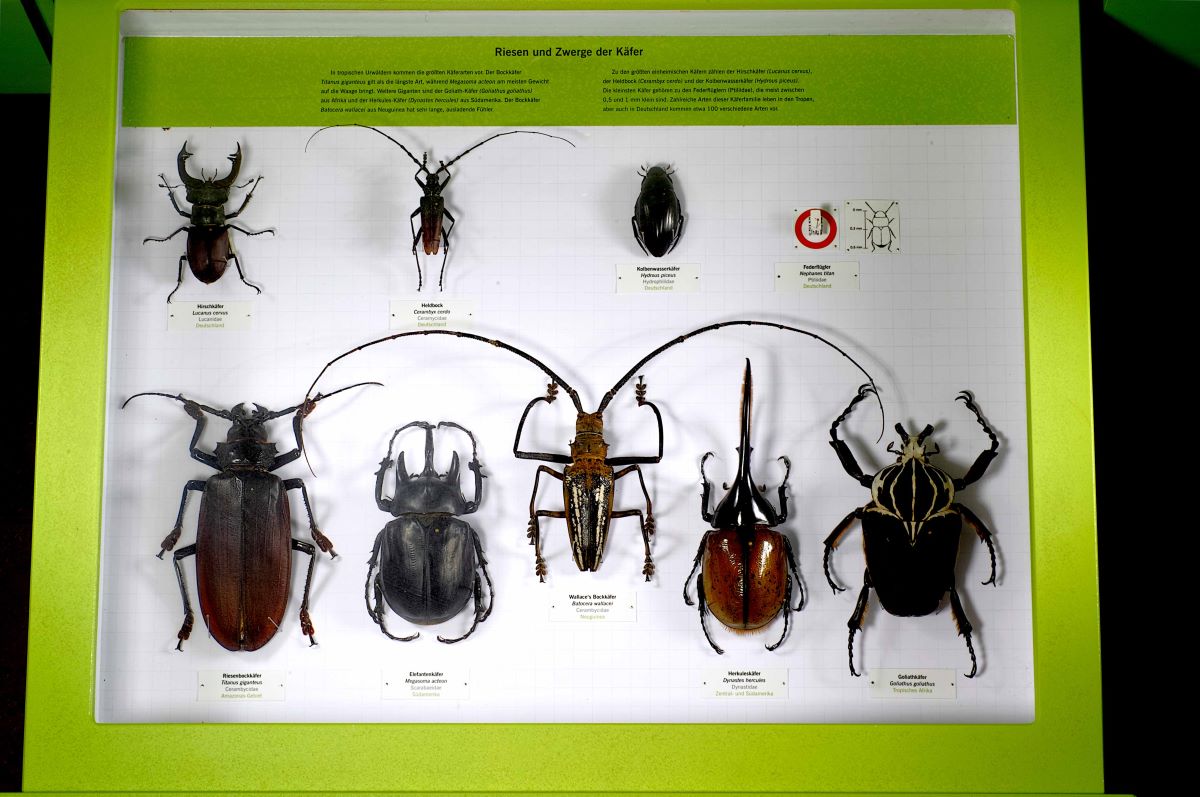  Präparate großer Käferarten [Quelle: Naturkundemuseum Karlsruhe, Foto: Volker Griener]