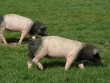 Schwäbisch- Hällische Landschweine