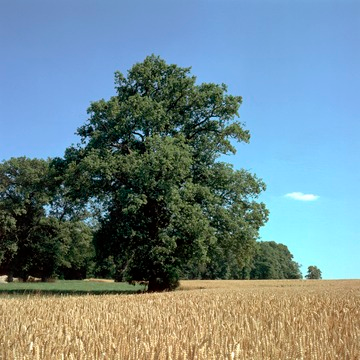 Eiche bei Langenburg, Naturdenkmal, 1995