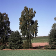 Birken auf Feldern bei Schwabbach 1995