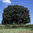 Blühender Rosskastanienbaum bei Oberkessach 1995