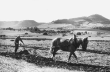 Pflügender Bauer mit Pferd im Lenninger Tal 1951
