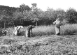 Schnitterinnen mit Sicheln bei der Getreideernte um 1914