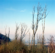 Abgestorbene Bäume neben der A8 bei Aichelberg 2002