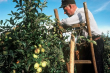 Apfelernte bei Roggenbeuren 2003