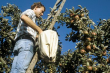 Apfelernte bei Roggenbeuren 2003