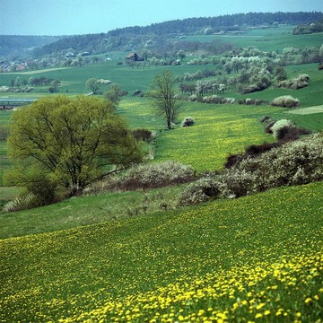 Schlehengäu im Frühling bei Ostelsheim 1982
