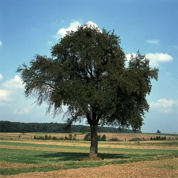 Mostbirnbaum bei Oedheim 1995