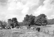 Ebinger Alb: Fohlen auf der Weide 1942