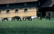 Gestüt Marbach (an der Lauter): Pferde auf der Weide vor dem Gebäude 1999