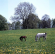Pferde auf einer Löwenzahnwiese bei Marbach 1980