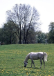 Pferd auf Löwenzahnwiese bei Marbach 1980