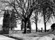 Aichwald-Schanbach: Linde am Friedhof 1940
