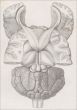 Friderici Tiedemann Anatomes Et Physiologiae in Academia Heidelbergensi Professoris Icones Cerebri Simiarum Et Quorundam Mammalium Rariorum