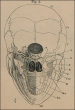 Anatomischer Hand-Atlas zum Gebrauch im Secirsaal: Knochen
